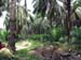 palm oil tree