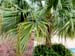 organic farming 07