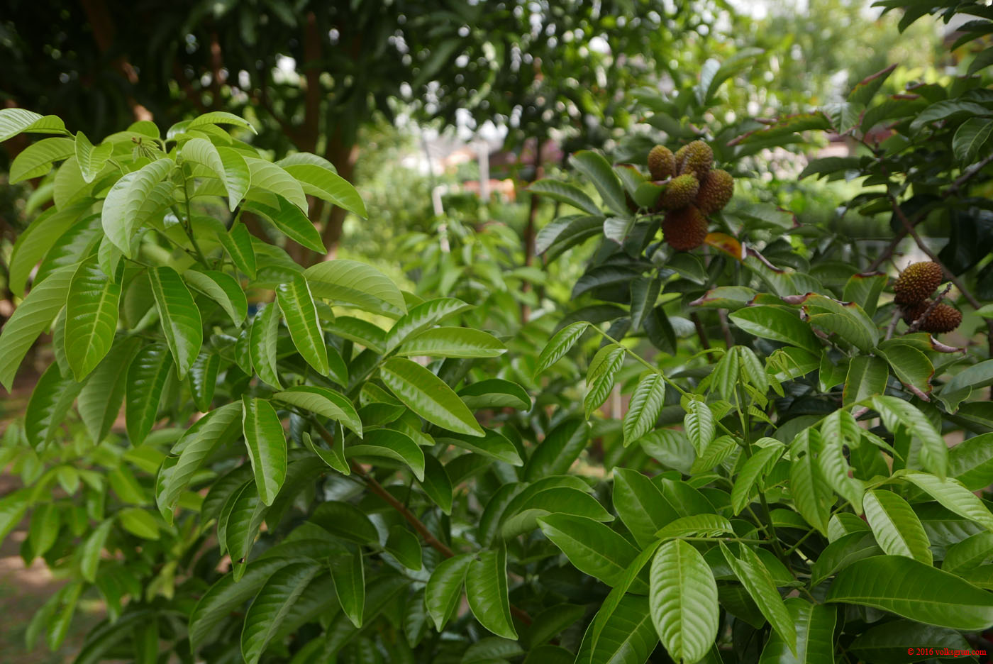 P1150371